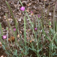 Epilobium billardiereanum subsp. cinereum (Hairy Willow Herb) at Tidbinbilla Nature Reserve - 31 Jan 2004 by BettyDonWood