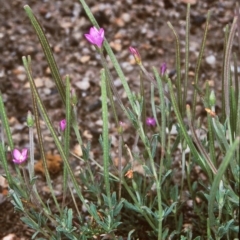 Epilobium billardiereanum subsp. cinereum (Hairy Willow Herb) at Tidbinbilla Nature Reserve - 30 Jan 2004 by BettyDonWood