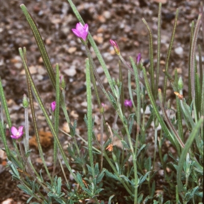 Epilobium billardiereanum subsp. cinereum (Hairy Willow Herb) at Tidbinbilla Nature Reserve - 31 Jan 2004 by BettyDonWood