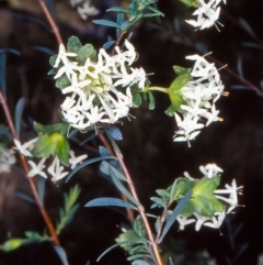 Pimelea linifolia subsp. linifolia (Queen of the Bush, Slender Rice-flower) at Acton, ACT - 9 Oct 2004 by BettyDonWood