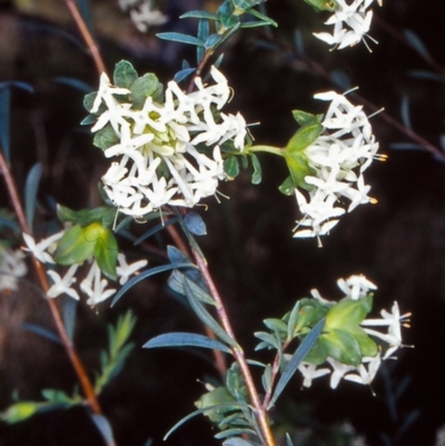 Pimelea linifolia subsp. linifolia (Queen of the Bush, Slender Rice-flower) at Acton, ACT - 8 Oct 2004 by BettyDonWood