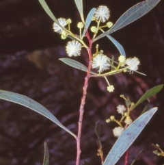 Acacia penninervis var. penninervis (Hickory Wattle) at Black Mountain - 23 Dec 2004 by BettyDonWood