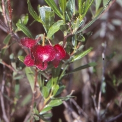 Dodonaea viscosa subsp. spatulata/cuneata intergrade at Black Mountain - 3 Nov 2004 by BettyDonWood