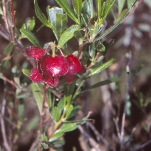 Dodonaea viscosa subsp. spatulata/cuneata intergrade at Black Mountain - 3 Nov 2004 12:00 AM