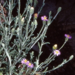 Vittadinia cuneata var. cuneata (Fuzzy New Holland Daisy) at Mulligans Flat - 23 Oct 2004 by BettyDonWood