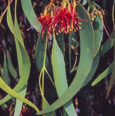 Amyema miquelii (Box Mistletoe) at Bungendore, NSW - 7 Apr 2002 by BettyDonWood