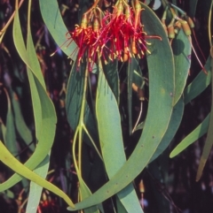 Amyema miquelii (Box Mistletoe) at Bungendore, NSW - 6 Apr 2002 by BettyDonWood