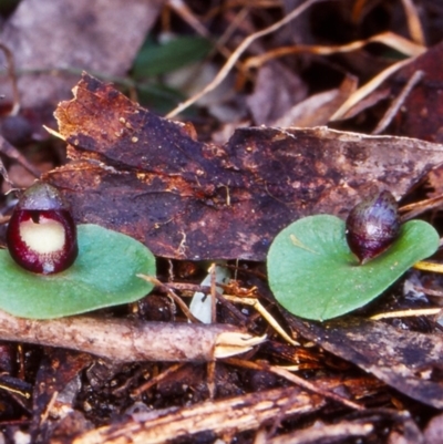 Corysanthes incurva (Slaty Helmet Orchid) at Tidbinbilla Nature Reserve by BettyDonWood