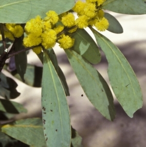 Acacia obliquinervia at Badja State Forest - 13 Oct 1997 12:00 AM