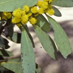 Acacia obliquinervia (Mountain Hickory) at Badja State Forest - 12 Oct 1997 by BettyDonWood