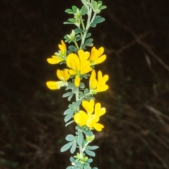 Genista monspessulana (Cape Broom, Montpellier Broom) at North Narooma, NSW - 9 Aug 1998 by BettyDonWood