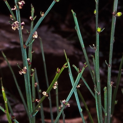 Amperea xiphoclada var. xiphoclada (Broom Spurge) at Yowrie, NSW - 13 Jan 1998 by BettyDonWood