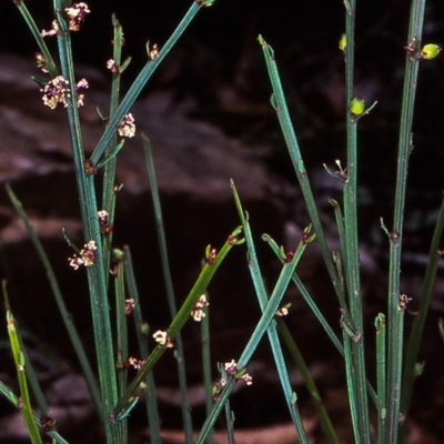 Amperea xiphoclada var. xiphoclada (Broom Spurge) at Wadbilliga National Park - 13 Jan 1998 by BettyDonWood