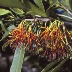 Amyema congener subsp. congener (A Mistletoe) at Tilba Tilba, NSW - 21 Oct 1997 by BettyDonWood