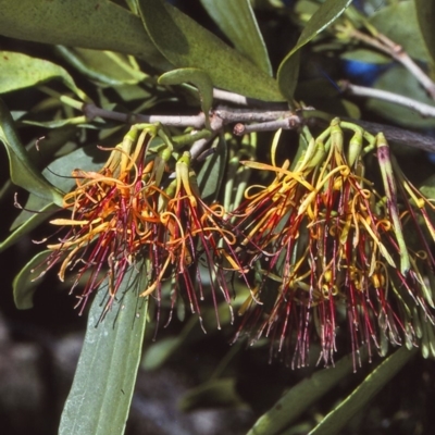 Amyema congener subsp. congener (A Mistletoe) - 22 Oct 1997 by BettyDonWood