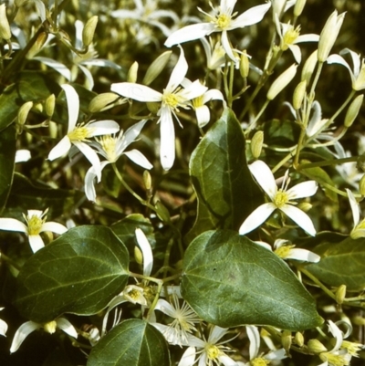 Clematis glycinoides (Headache Vine) at Bermagui, NSW - 22 Aug 1997 by BettyDonWood