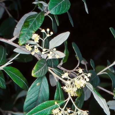 Pomaderris x cinerea at Doctor George Mountain, NSW - 3 Dec 1998 by BettyDonWood
