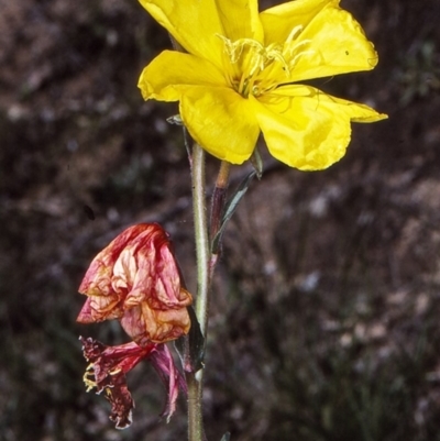 Oenothera stricta subsp. stricta (Common Evening Primrose) at Bega, NSW - 14 Oct 1997 by BettyDonWood