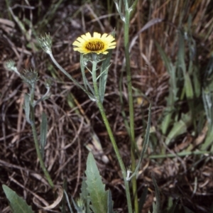 Tolpis barbata at undefined - 26 Oct 1997 12:00 AM