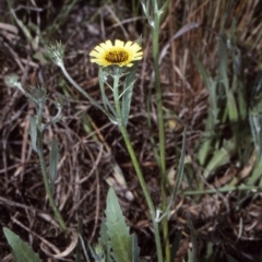 Tolpis barbata (Yellow Hawkweed) at Toothdale, NSW - 25 Oct 1997 by BettyDonWood