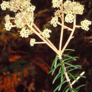 Astrotricha sp. Wallagaraugh (R.O.Makinson 1228) NSW Herbarium at North Tura - 23 Nov 1997