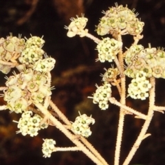 Astrotricha sp. Wallagaraugh (R.O.Makinson 1228) NSW Herbarium at North Tura - suppressed