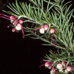 Grevillea rosmarinifolia/lanigera intergrade at Undefined - 26 Aug 1997 by BettyDonWood