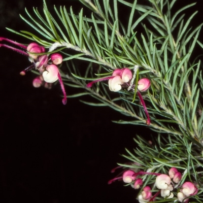 Grevillea rosmarinifolia/lanigera intergrade at Undefined - 26 Aug 1997 by BettyDonWood