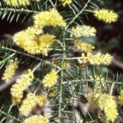 Acacia verticillata subsp. verticillata at Nadgee, NSW - 24 Oct 1997 by BettyDonWood