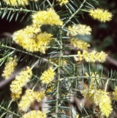 Acacia verticillata subsp. verticillata at Nadgee, NSW - 25 Oct 1997 by BettyDonWood