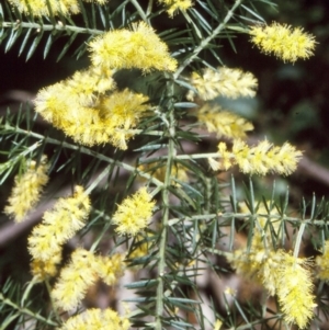 Acacia verticillata subsp. verticillata at Nadgee, NSW - 25 Oct 1997