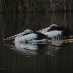 Pelecanus conspicillatus (Australian Pelican) at Bonython, ACT - 15 Apr 2015 by MichaelBedingfield