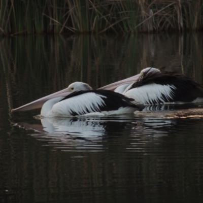 Pelecanus conspicillatus (Australian Pelican) at Bonython, ACT - 15 Apr 2015 by MichaelBedingfield