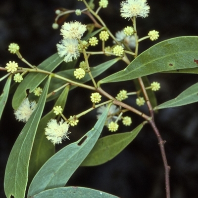 Acacia penninervis var. penninervis (Hickory Wattle) at Wadbilliga, NSW - 11 Dec 1996 by BettyDonWood