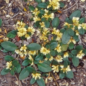 Alternanthera sp. A Flora of NSW (M. Gray 5187) J. Palmer at Black Mountain - 8 Dec 2001 12:00 AM