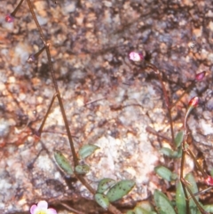 Calandrinia eremaea (Small Purslane) at Namadgi National Park - 29 Oct 2004 by BettyDonWood