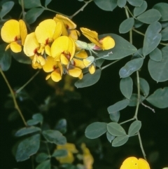 Goodia lotifolia (Golden Tip) at Biamanga National Park - 18 Sep 1996 by BettyDonWood