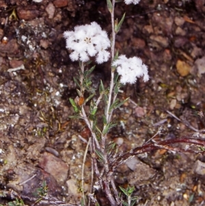 Leucopogon virgatus at Black Mountain - 18 Oct 2002