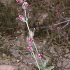 Silene gallica var. quinquevulnera (Five-wounded Catchfly) at Brogo, NSW - 23 Oct 1996 by BettyDonWood