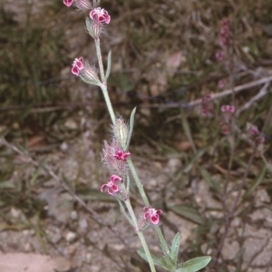 Silene gallica var. quinquevulnera at Brogo, NSW - 23 Oct 1996
