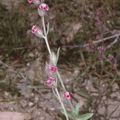 Silene gallica var. quinquevulnera (Five-wounded Catchfly) at Brogo, NSW - 22 Oct 1996 by BettyDonWood