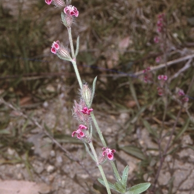 Silene gallica var. quinquevulnera (Five-wounded Catchfly) at Brogo, NSW - 23 Oct 1996 by BettyDonWood