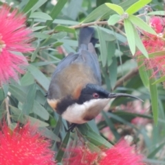 Acanthorhynchus tenuirostris (Eastern Spinebill) at Kioloa, NSW - 15 Jun 2014 by michaelb