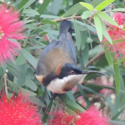 Acanthorhynchus tenuirostris (Eastern Spinebill) at Kioloa, NSW - 15 Jun 2014 by MichaelBedingfield