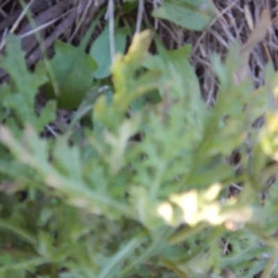 Senecio bathurstianus (Rough Fireweed) at West Stromlo - 30 May 2015 by MichaelMulvaney