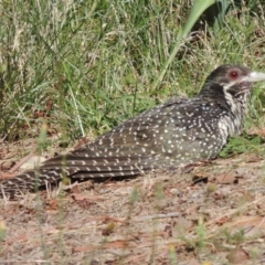 Eudynamys orientalis (Pacific Koel) at Conder, ACT - 3 Feb 2015 by michaelb