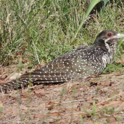 Eudynamys orientalis (Pacific Koel) at Pollinator-friendly garden Conder - 3 Feb 2015 by michaelb