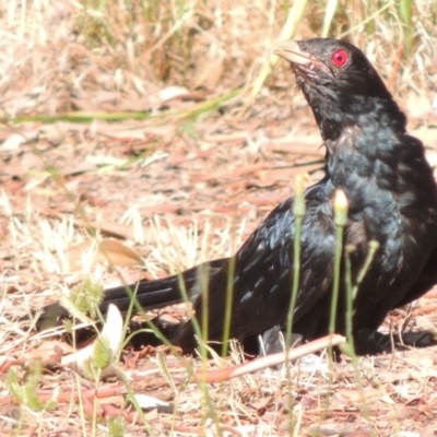 Eudynamys orientalis (Pacific Koel) at Conder, ACT - 3 Feb 2015 by MichaelBedingfield