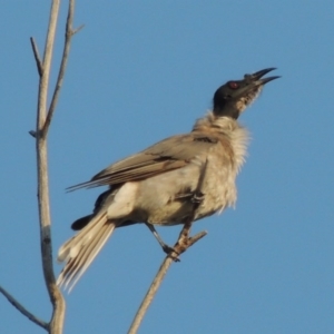 Philemon corniculatus at Greenway, ACT - 20 Feb 2015