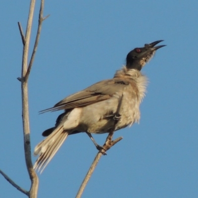 Philemon corniculatus (Noisy Friarbird) at Greenway, ACT - 20 Feb 2015 by MichaelBedingfield